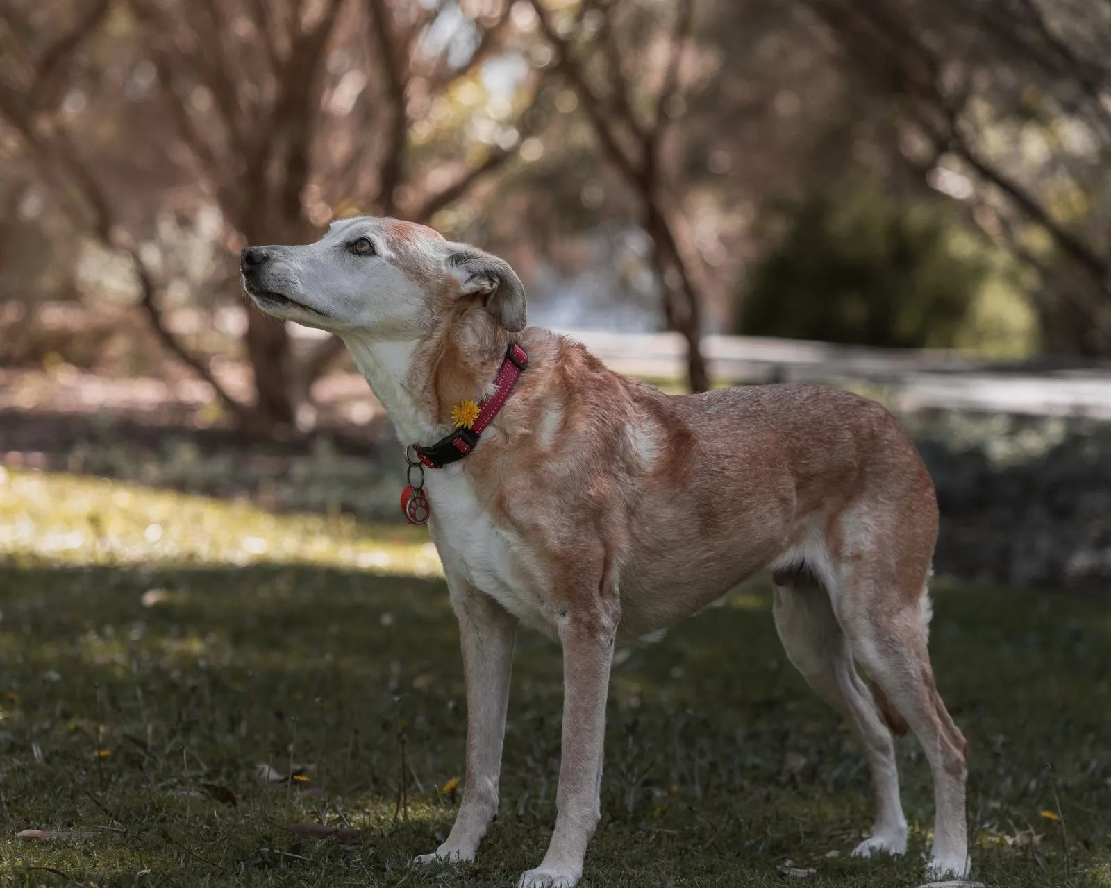 How to Tell When Your Senior Dog Needs a Slower Walk